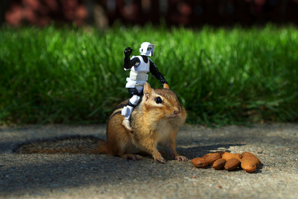 May the Chipmunk be With You